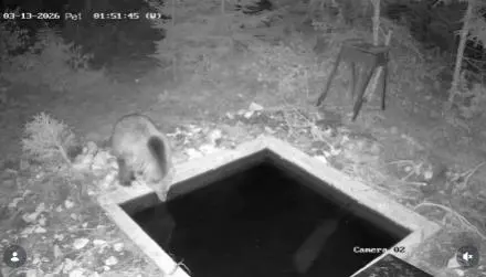 MEDVJED KAO U BANJI! Nesvakidašnji snimak kod Sjenice oduševio region