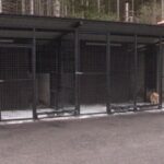 MEMIĆ PRIZNAO – Zahvaljući politici SPP riješili smo problem pasa lutalica u Pazaru