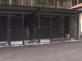 MEMIĆ PRIZNAO – Zahvaljući politici SPP riješili smo problem pasa lutalica u Pazaru