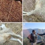 Psi upali u tor i zaklali stoku – Zaklali su mi kravu, konja, sad i ovce!