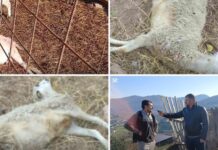 Psi upali u tor i zaklali stoku – Zaklali su mi kravu, konja, sad i ovce!