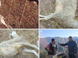 Psi upali u tor i zaklali stoku – Zaklali su mi kravu, konja, sad i ovce!