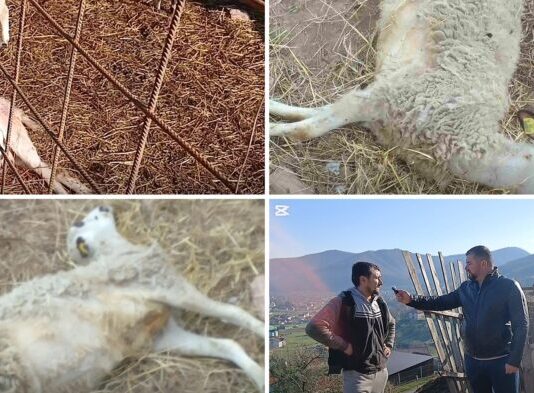 Psi upali u tor i zaklali stoku – Zaklali su mi kravu, konja, sad i ovce!