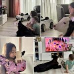 Topla priča iz Rožaja: Tele osvojilo srca porodice i postalo kućni ljubimac