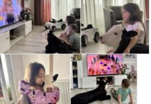 Topla priča iz Rožaja: Tele osvojilo srca porodice i postalo kućni ljubimac