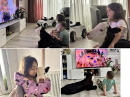 Topla priča iz Rožaja: Tele osvojilo srca porodice i postalo kućni ljubimac