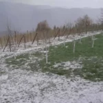 Nevrijeme praćeno gradom zahvatilo sela kod Prijepolja, velika šteta na malinjacima