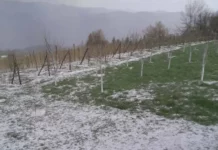 Nevrijeme praćeno gradom zahvatilo sela kod Prijepolja, velika šteta na malinjacima