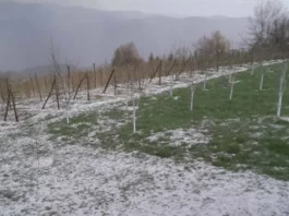 Nevrijeme praćeno gradom zahvatilo sela kod Prijepolja, velika šteta na malinjacima